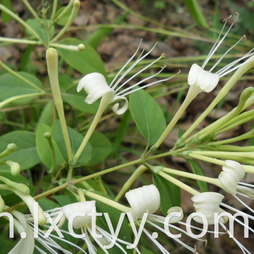 honeysuckle extract goog tea